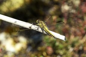 dragonfly on a white stick