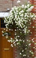 small white rose on the wall