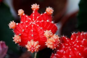 Close-up of the beautiful cactuses with flowers