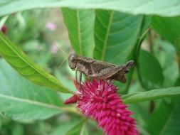 grasshoppers on a crimson flower