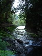 forest river in the thick of the forest