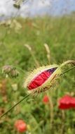 poppy in a bud on a summer meadow close-up