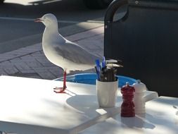 seagull dining