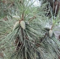 Close-up of the beautiful green pine needles and cones