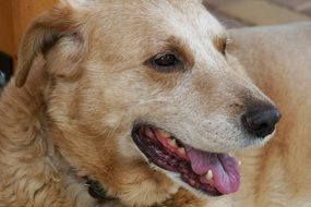 Dog with open mouth close-up