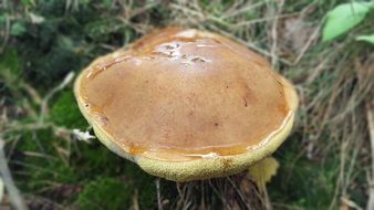 big autumn mushroom on the grass close up