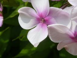 extraordinarily beautiful pink plant