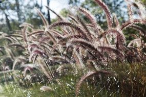 garden plants in sydney