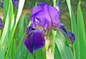 purple iris flower at green leaves