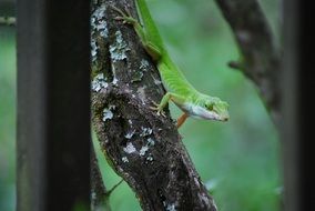 lizard reptile on the tree