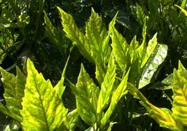 actinidia green leaves