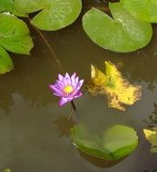 Photo of Purple water lily in a pond