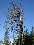 tree scrawny against the blue sky