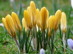 closed yellow crocuses among green grass