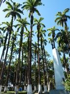 palm trees in the forest under the blue sky