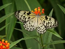 black and white butterfly on an orange flower