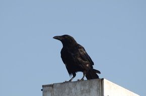 raven sitting on gray surface at sky