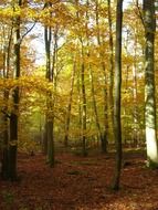 golden deciduous forest in autumn