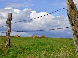 fencing of the territory where cows graze