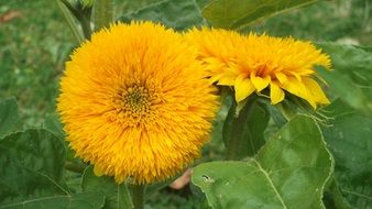 sunflower yellow flowers