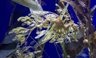 Landscape of sea horse