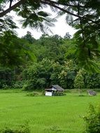 Beautiful and colorful teak forest with house on the field in Lampang, Thailand