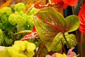 flowers blossom bloom plant red