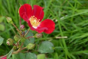 red flower with buds on a bush