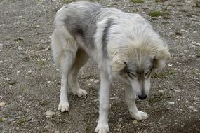 Colorful Young American Wolf in wildlife