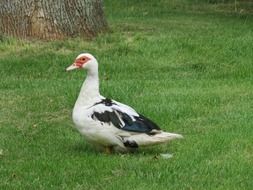 white duck on green grass