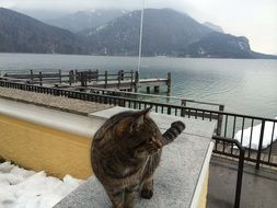 cat on fence in winter view of lake and mountains, austria, salzburg