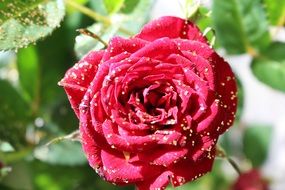 red rose closeup in the garden