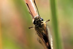 butterfly with folded wings on the stem of a plant