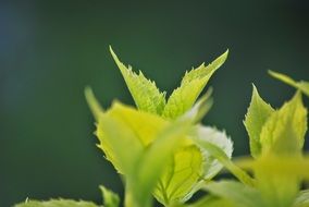 young green leaves on a tree