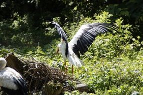 stork couple in wildlife