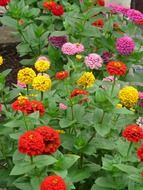 multicolored flowers Zinnias on the bushes