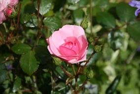 pink rose with buds on a bush in the sun close up