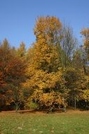 autumn wood on a background of blue sky