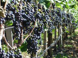 wooden fence along the black grape plantation