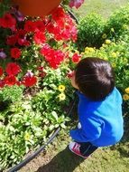 little boy is watering flowers