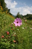 pink flower in the spring meadow