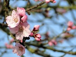 almond blossom