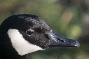 White and black duck near the pond