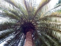 Top of the palm
