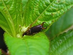 Earwigs on the leaves