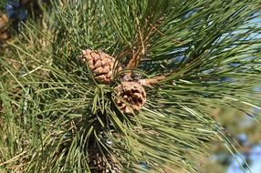 pine cones on a branch