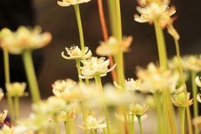 extraordinarily beautiful wildflower