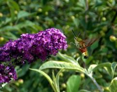 flying insect on the lilac