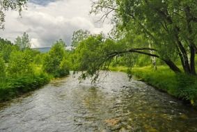 green tree branches above the river