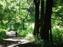 forest roads woods trees plants